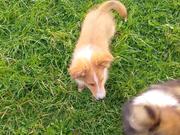 Pastor Collie de raza pura en casa — Mascooriente