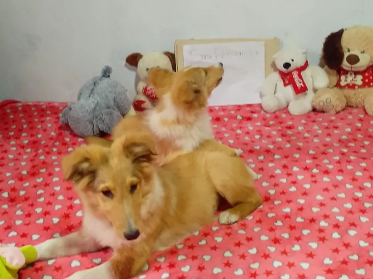 Pastor Collie de raza pura — Mascooriente