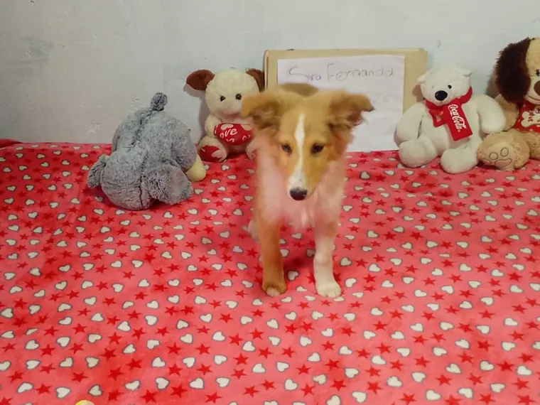 Pastor Collie de raza pura — Mascooriente