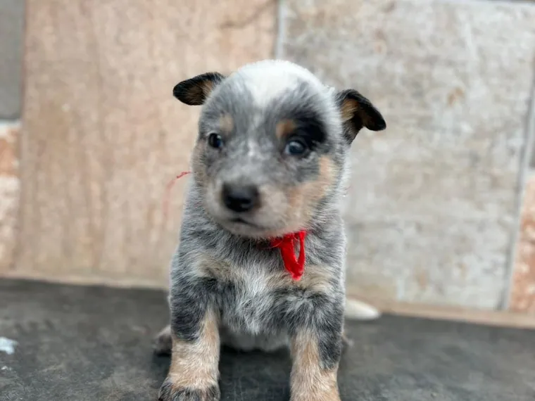 Pastor Ganadero Australiano de raza pura — Mascooriente