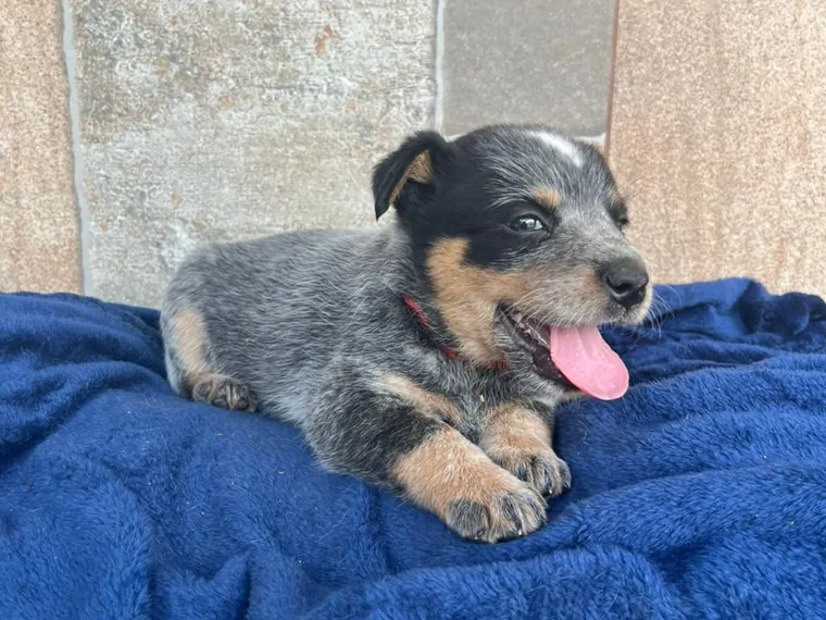 Pastor Ganadero Australiano de raza pura — Mascooriente