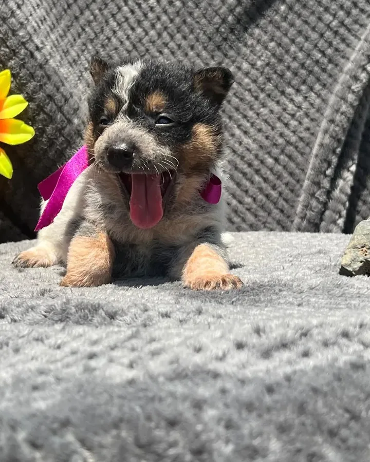 Pastor Ganadero Australiano de raza pura — Mascooriente