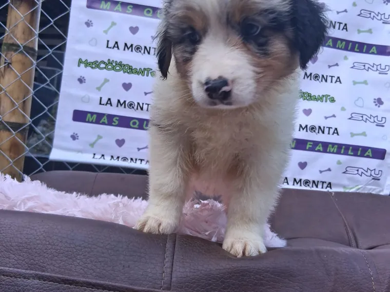 Pastor Ovejero Australiano de raza pura en casa — Mascooriente