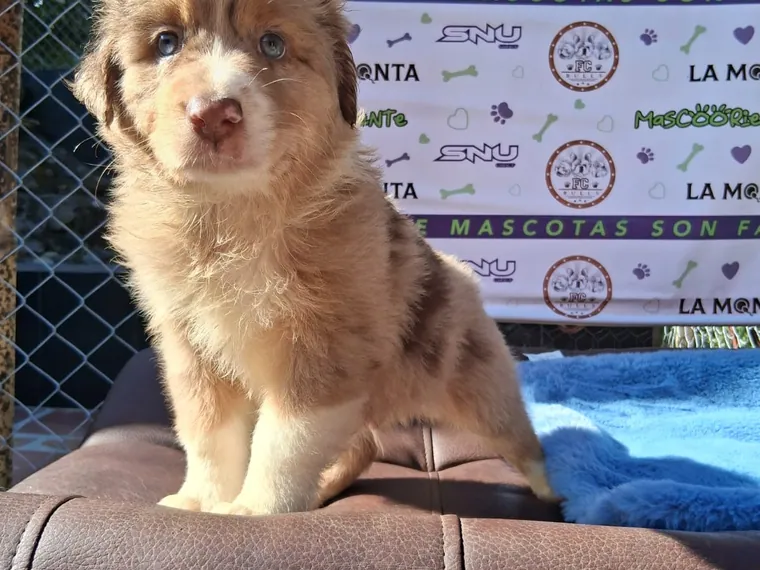 Pastor Ovejero Australiano de raza pura — Mascooriente