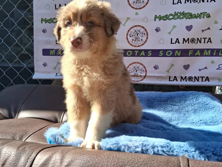 Pastor Ovejero Australiano de raza pura — Mascooriente
