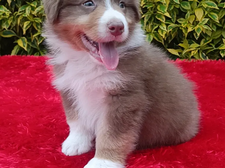 Pastor Ovejero Australiano de raza pura — Mascooriente