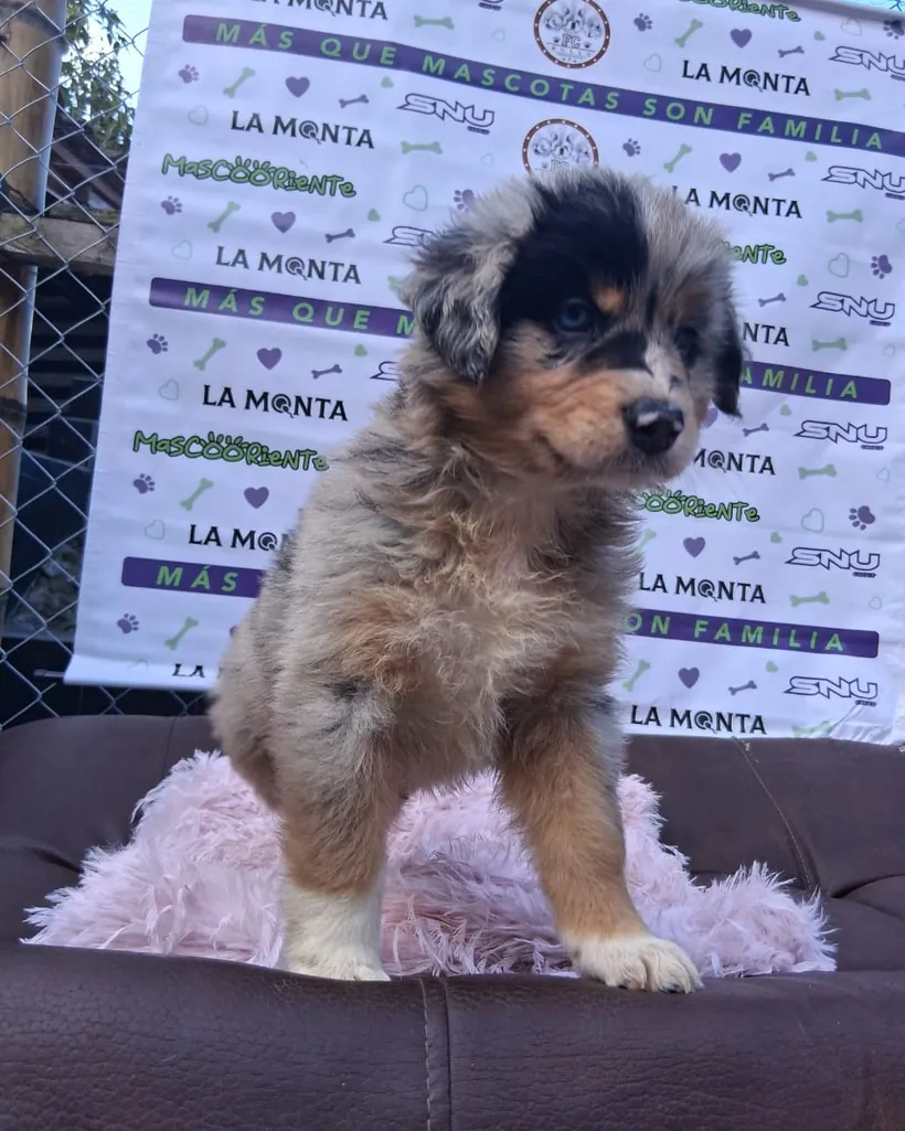 Pastor Ovejero Australiano de raza pura — Mascooriente