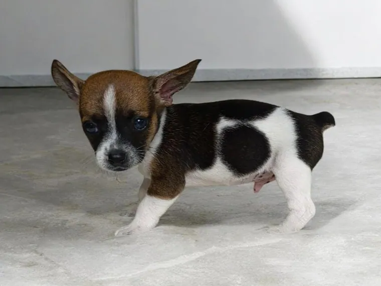 Pinscher Miniatura — carácter y personalidad
