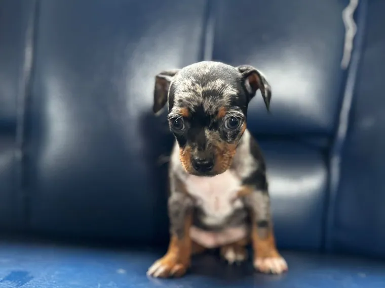 Pinscher Miniatura — cuidados
