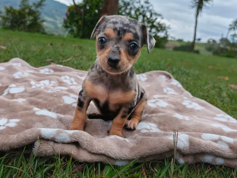 Pinscher Miniatura de raza pura en casa — Mascooriente