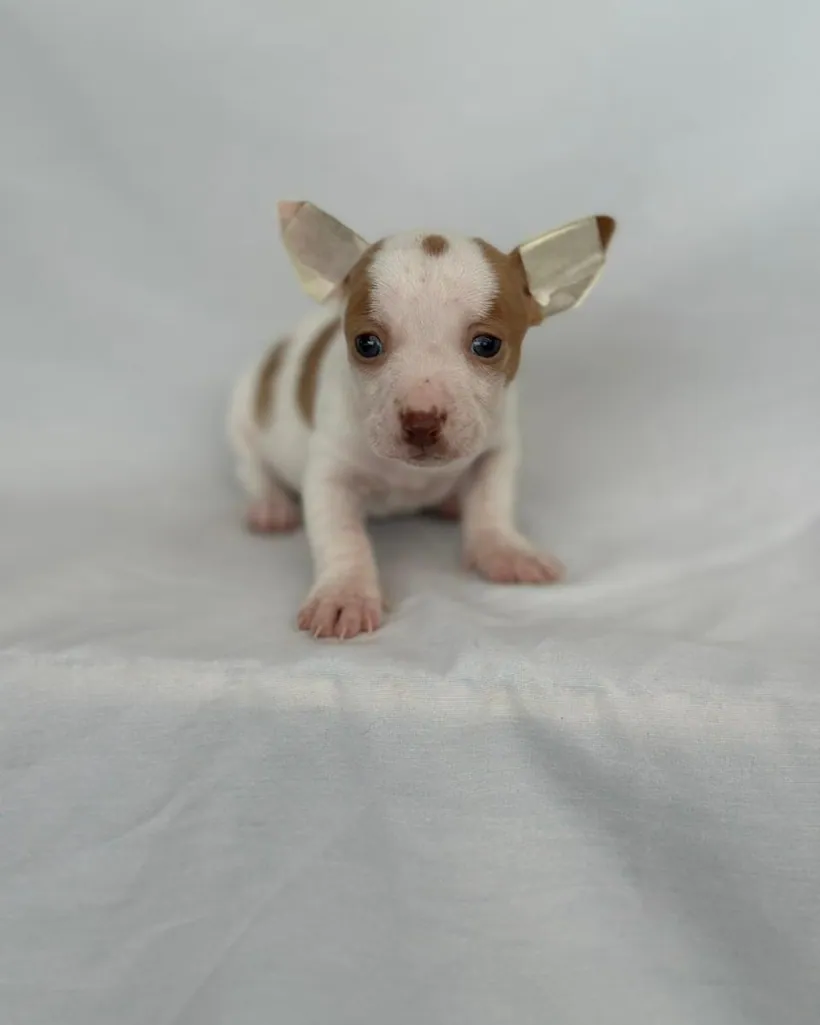 Pinscher Miniatura de raza pura — Mascooriente