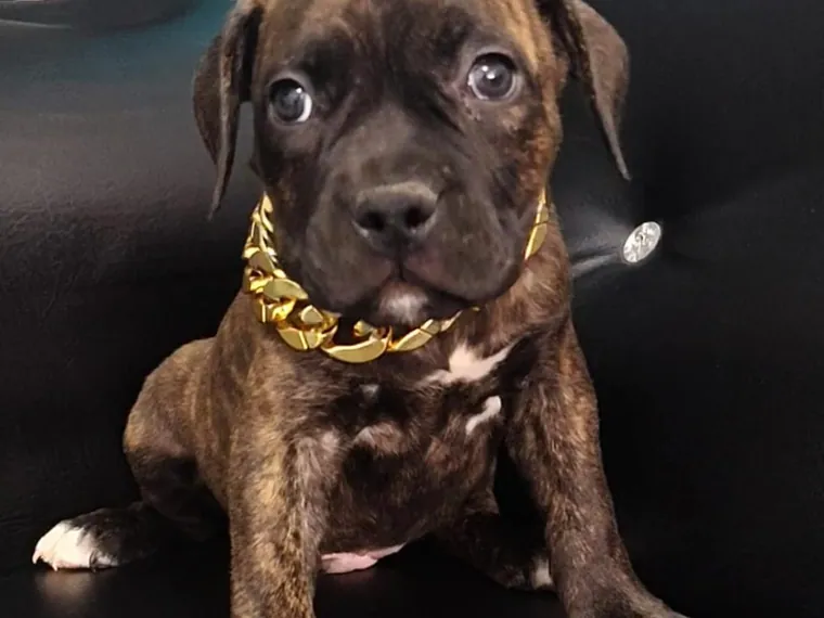 Pitbull — cuidados