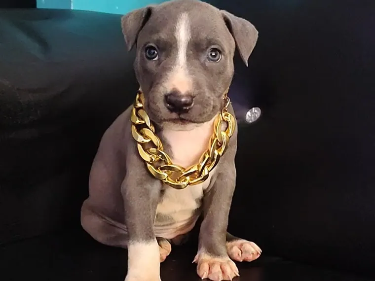 Pitbull de raza pura en casa — Mascooriente