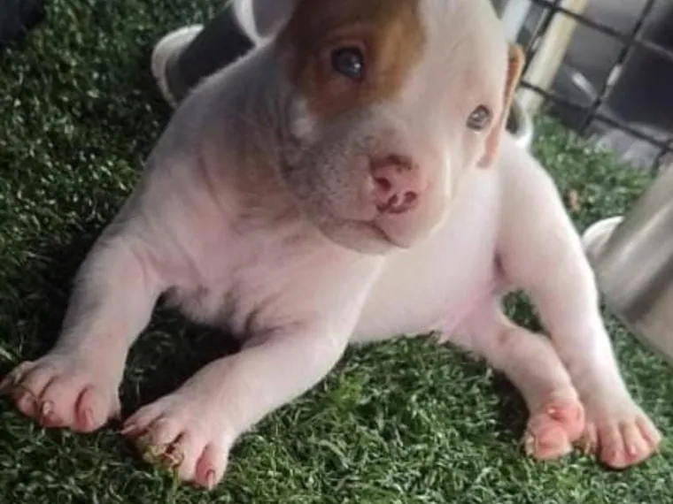 Pitbull de raza pura — Mascooriente