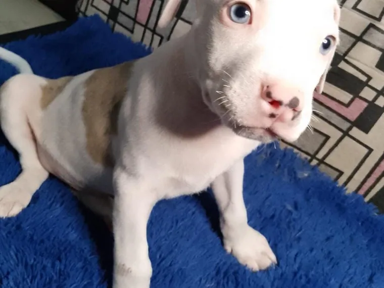 Pitbull de raza pura — Mascooriente