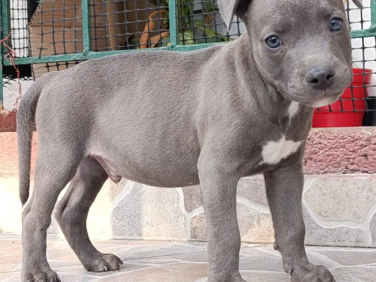 Pitbull de raza pura — Mascooriente