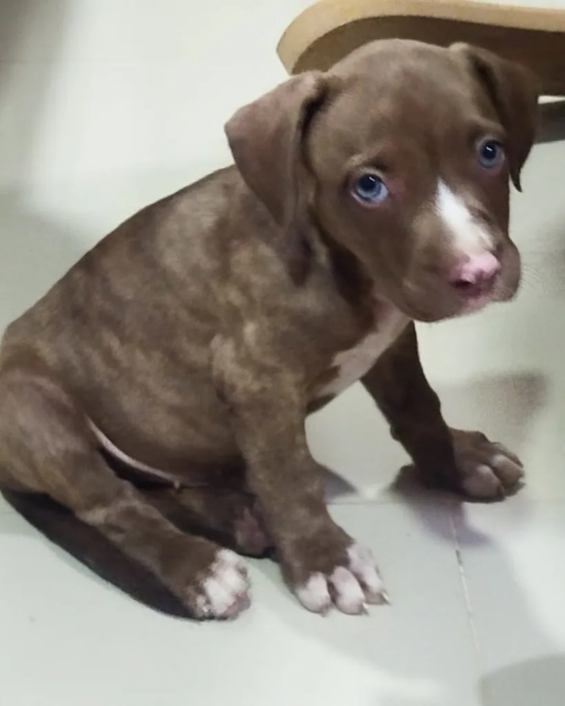 Pitbull de raza pura — Mascooriente