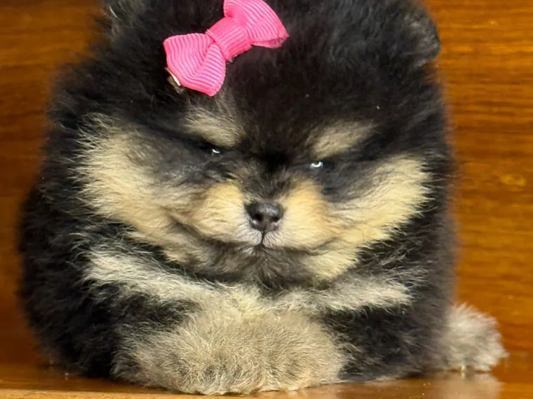 Pomerania Cara de Oso — carácter y personalidad
