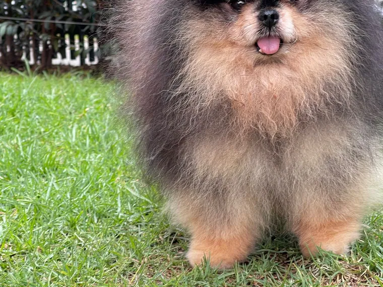 Pomerania Cara de Oso — cuidados
