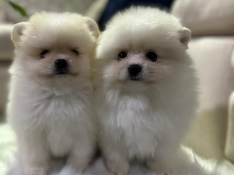 Pomerania Cara de Oso de raza pura en casa — Mascooriente