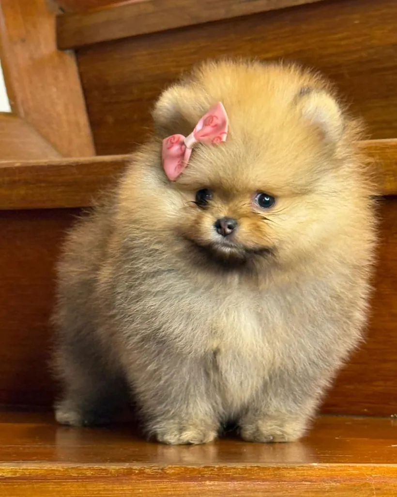 Pomerania Cara de Oso de raza pura — Mascooriente