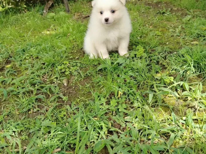 Pomerania Cara de Zorro — carácter y personalidad