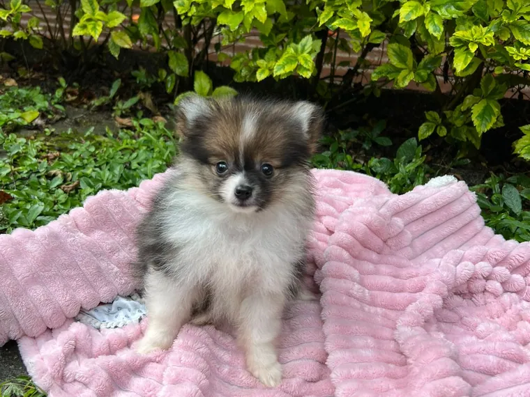 Pomerania Cara de Zorro — cuidados