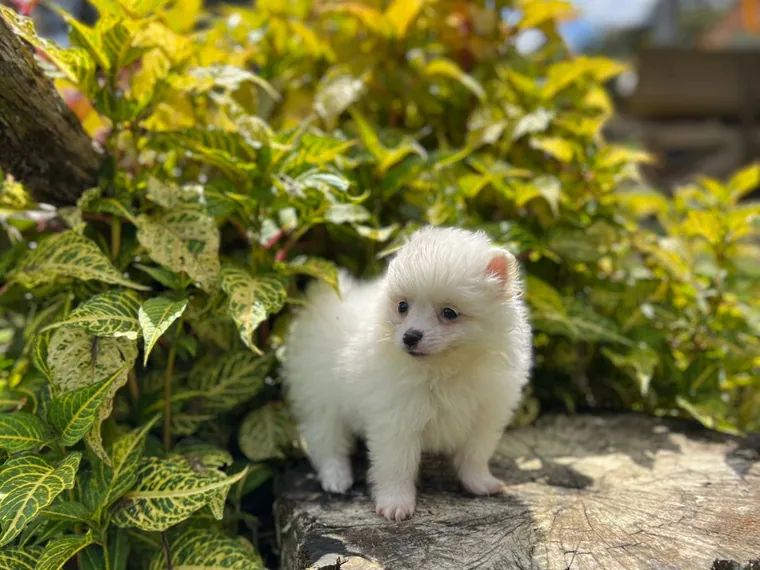 Pomerania Cara de Zorro de raza pura en casa — Mascooriente