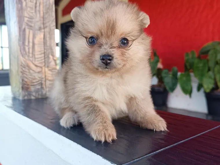 Pomerania Cara de Zorro de raza pura — Mascooriente