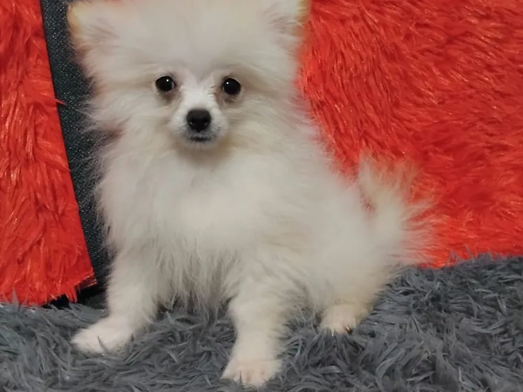 Pomerania Cara de Zorro de raza pura — Mascooriente