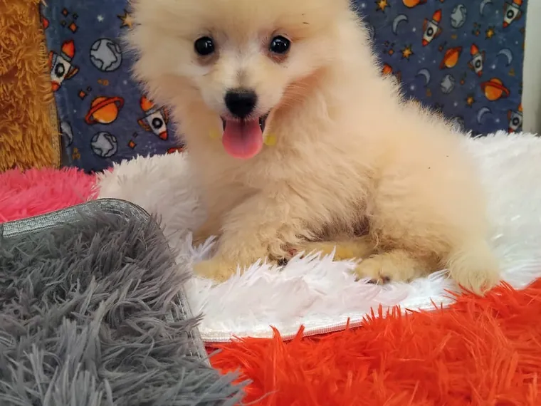 Pomerania Cara de Zorro de raza pura — Mascooriente