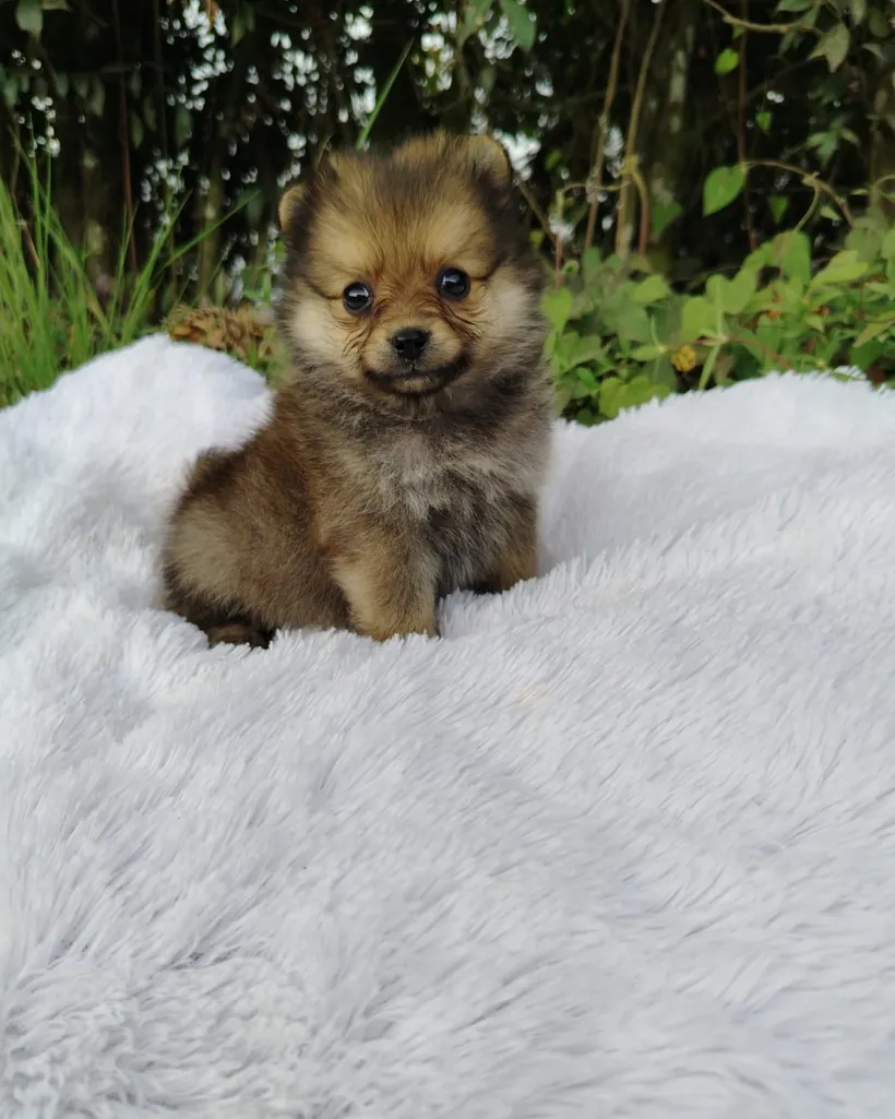 Pomerania Cara de Zorro de raza pura — Mascooriente