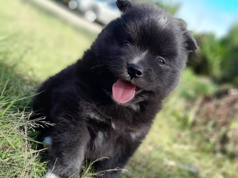 Pomsky — carácter y personalidad