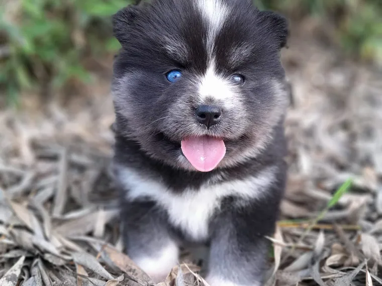 Pomsky — cuidados