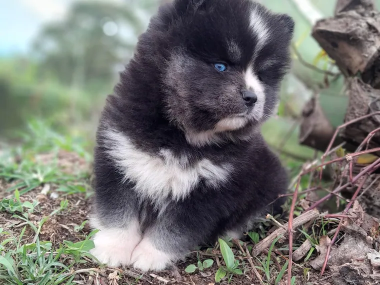 Pomsky de raza pura en casa — Mascooriente