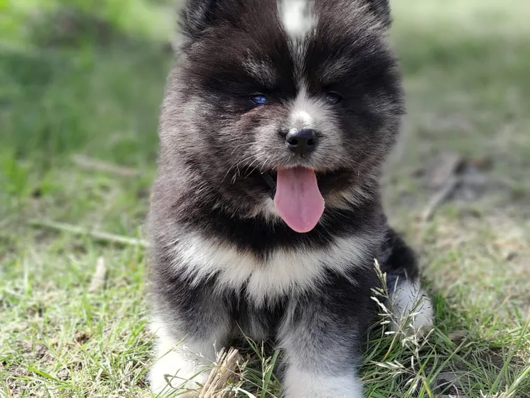 Pomsky de raza pura — Mascooriente