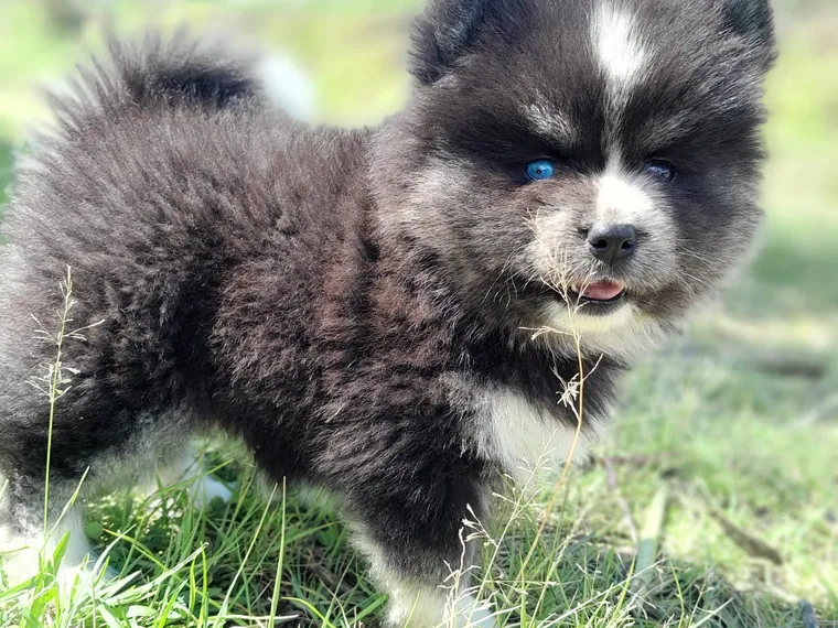 Pomsky de raza pura — Mascooriente