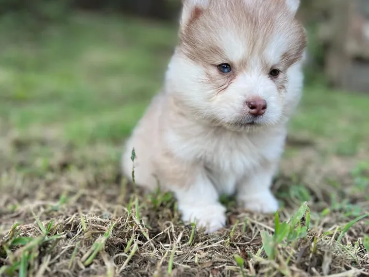 Pomsky de raza pura — Mascooriente