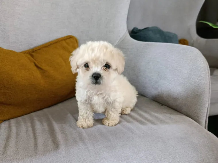 Poodle Mini Toy — carácter y personalidad