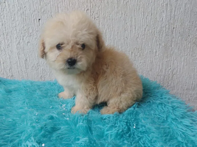 Poodle Mini Toy — cuidados