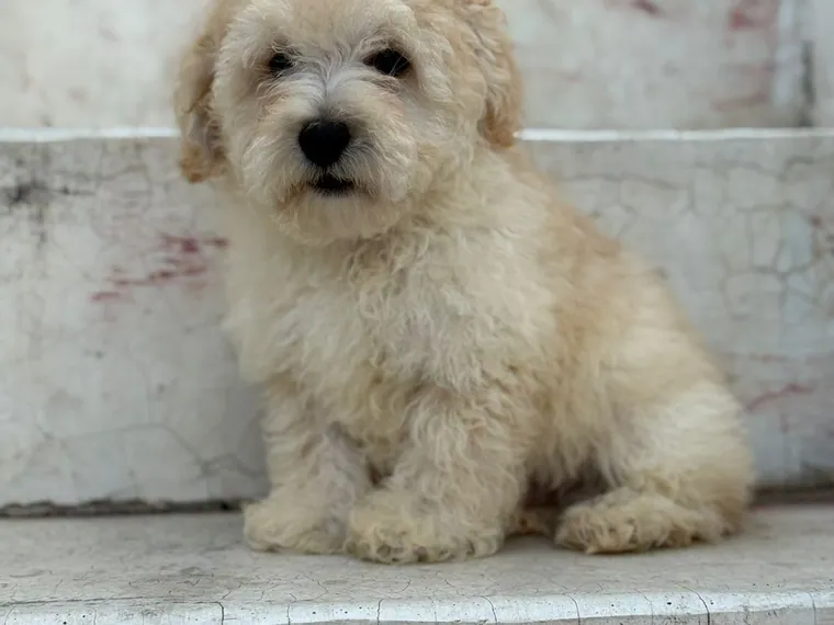 Poodle Mini Toy de raza pura en casa — Mascooriente