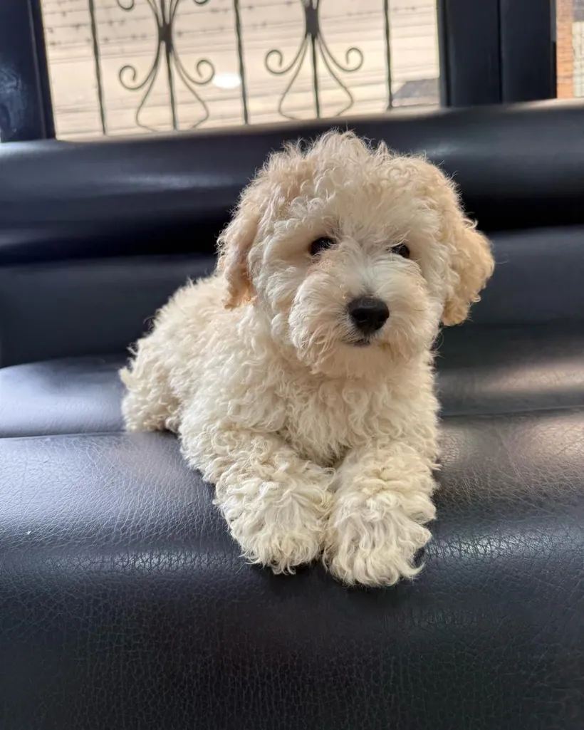 Poodle Mini Toy de raza pura — Mascooriente