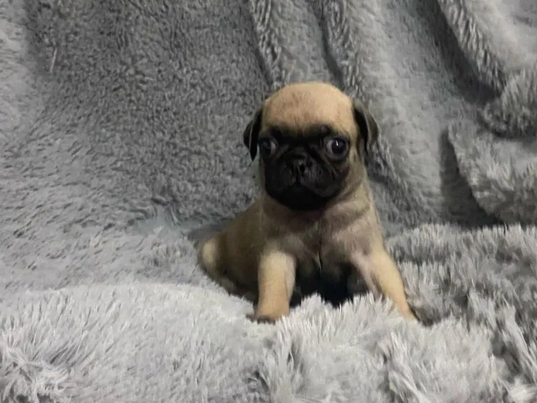 Pug — carácter y personalidad