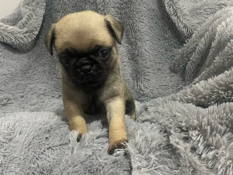 Pug — cuidados