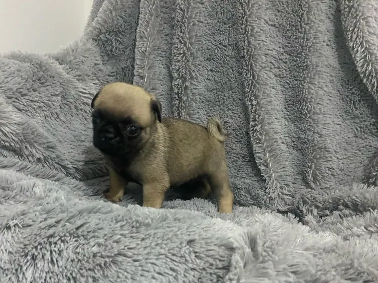 Pug de raza pura en casa — Mascooriente