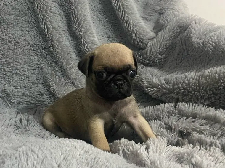 Pug de raza pura — Mascooriente