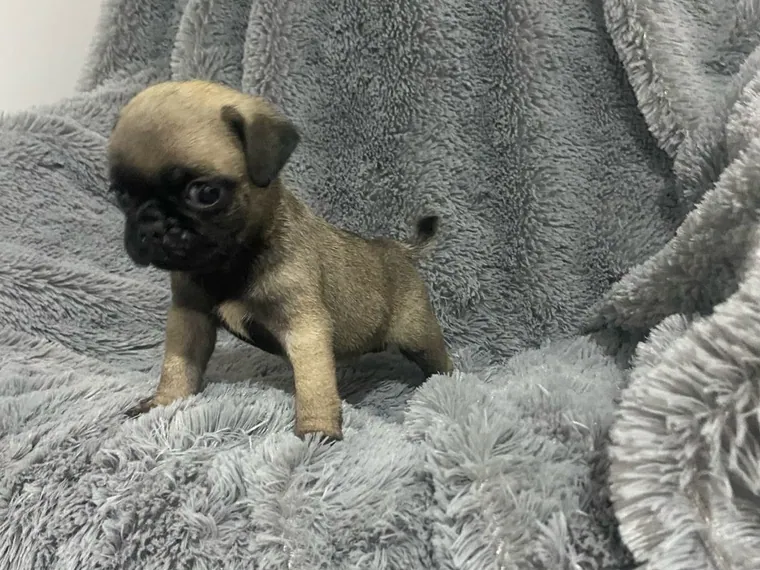 Pug de raza pura — Mascooriente