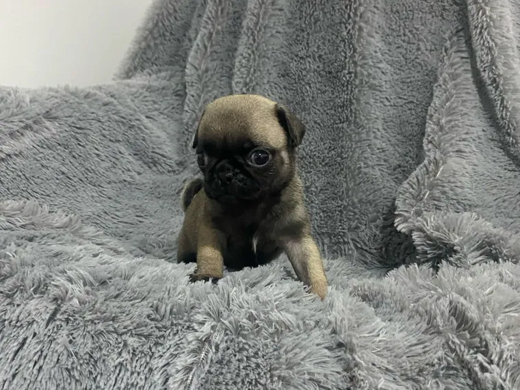 Pug de raza pura — Mascooriente