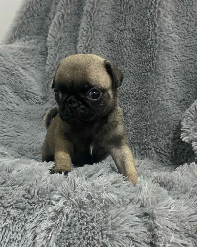 Pug de raza pura — Mascooriente
