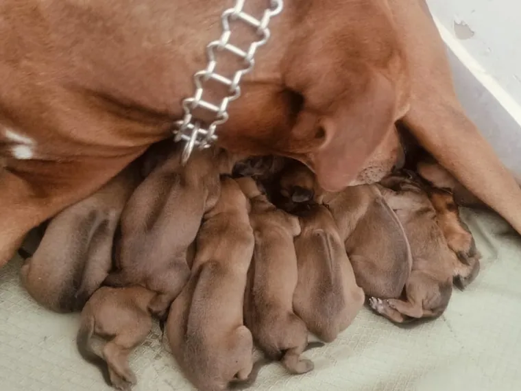 Rhodesian Ridgeback — cuidados